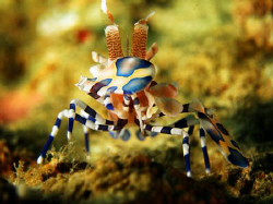 Dayang, Talikud Island, Davao, Philippines by Bernard Maglana 